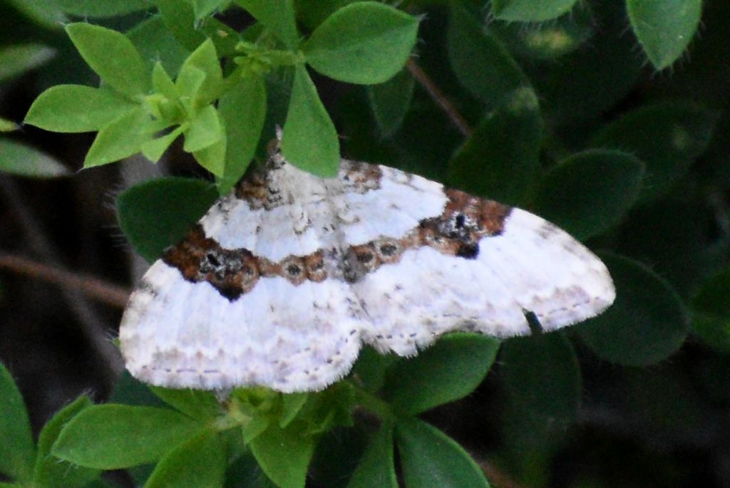 Geomatridae: Cosmorhoe ocellata da confermare